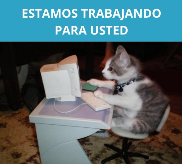Imagen de gato